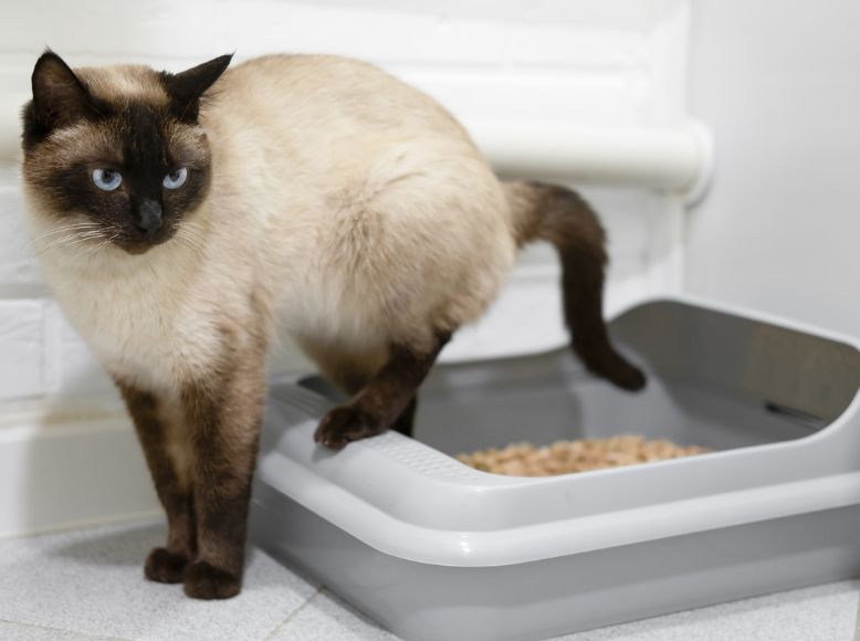 Low Tracking Litter Boxes: Cleaner Floors, Happier Cats
