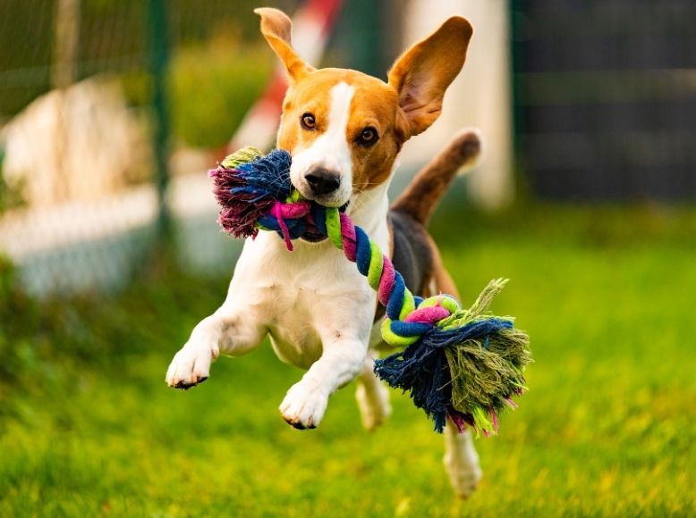 Most Active Dog Breeds for Spring | Top Energetic Dogs That Love Outdoors