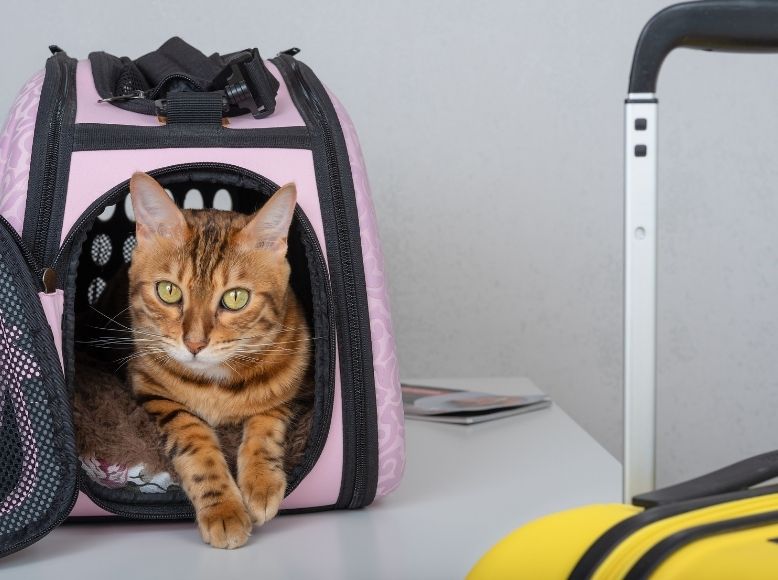 How to Travel with Your Cat Stress-Free | Spring Getaway Tips