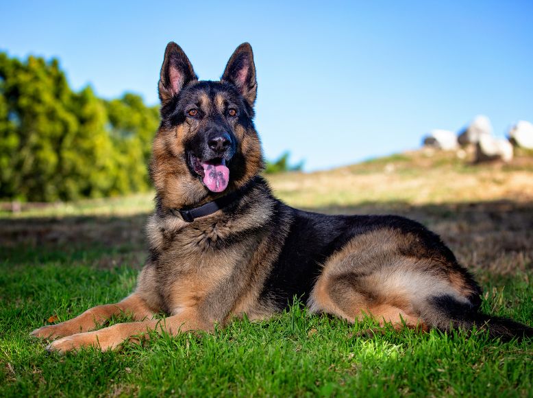 Smartest Dog Breeds of 2025 Easiest Dogs to Train