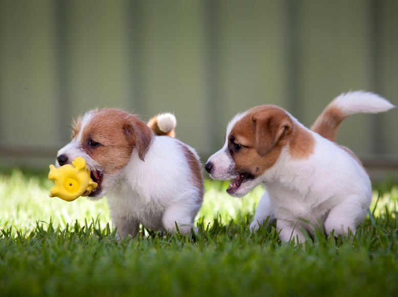 Spring-Themed Pet Toys for Joyful Playtime
