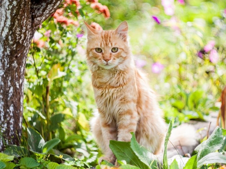 Toxic Spring Plants for Cats | Identify & Avoid Dangerous Flowers