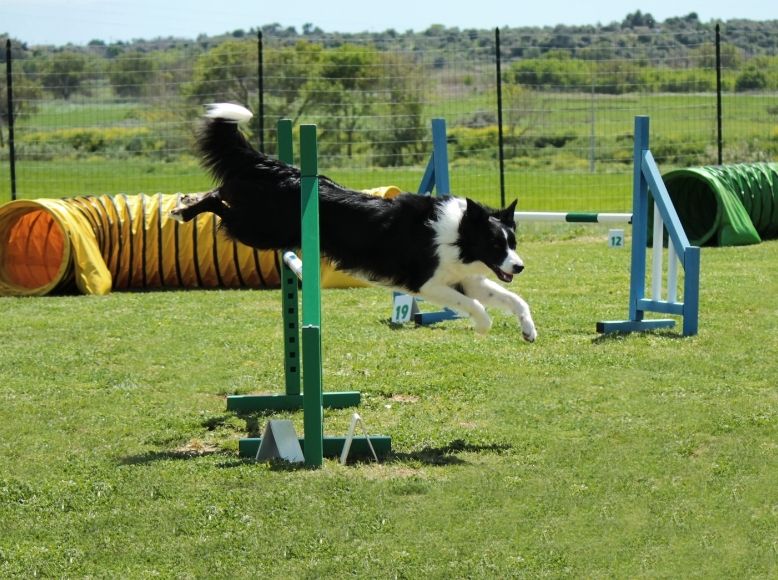 Stop Your Dog from Chasing Birds & Squirrels | Spring Training Tips