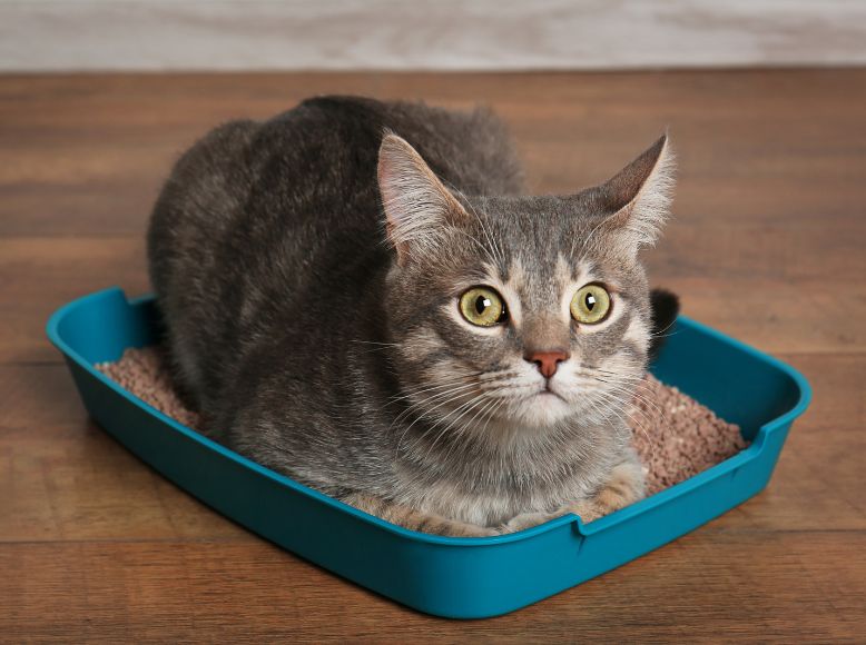 Lightweight Cat Litter: Easier for You, Better for Your Cat