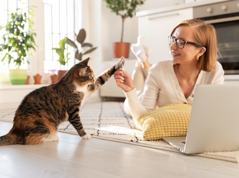 Best Cat-Friendly Airbnbs & Hotels for Spring Travel | Top Picks & Tips Best Cat-Friendly Airbnbs & Hotels for Spring Travel | Top Picks & Tips