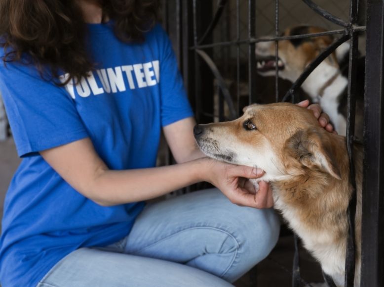 The Reality of Fostering a Dog | What to Know Before You Commit