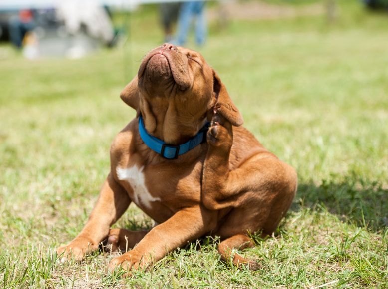 Top Flea and Tick Preventatives to Protect Your Pet This Spring
