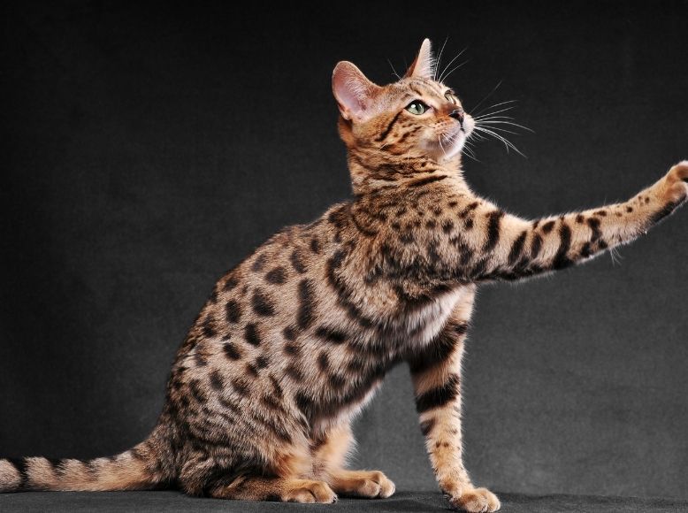 Understanding Cat Zoomies | Why Cats Get Hyper at Night & How to Manage It