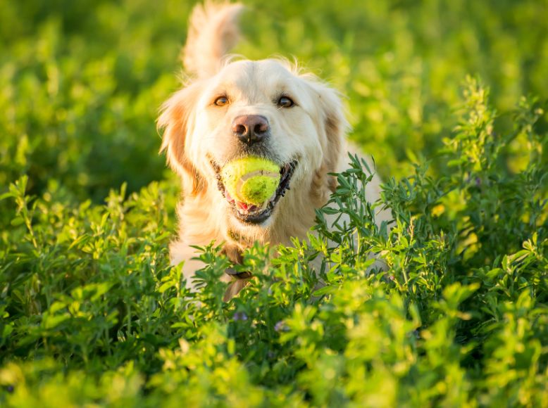 April Outdoor Hazards for Dogs | Springtime Safety Tips for Walks