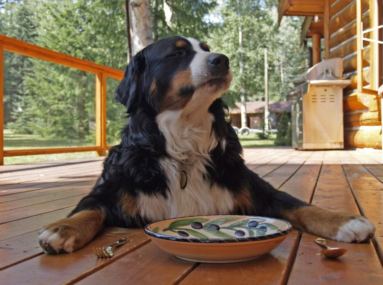 Best Spring Vegetables for Dogs | April Veggies for Your Dog’s Bowl