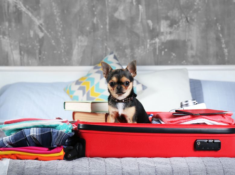 Spring Camping Checklist for Dogs | What to Pack for a Safe Outdoor Adventure