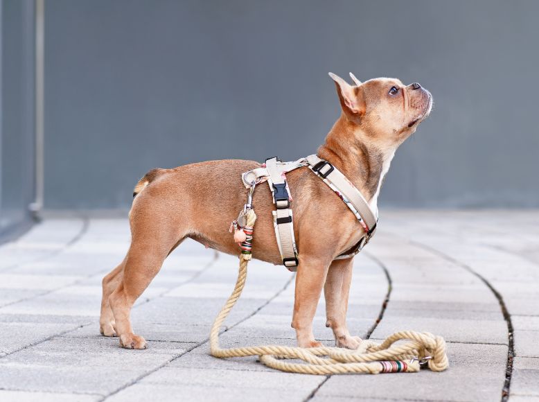 Chai’s Choice Dog Harnesses: Safe, Stylish & Built for Spring Adventures