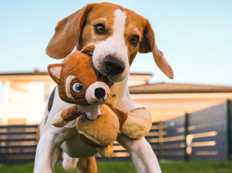 Chuckit! Travel Toys & Bowls: Essentials for On-the-Go Pet Adventures