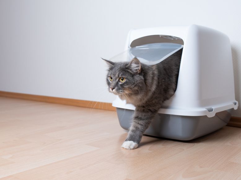 Why Elevated Cat Litter Boxes Are Better for Cats and Owners