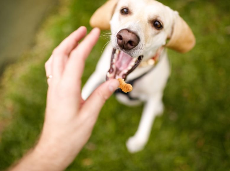 Everything You Need to Know About Dog Treats