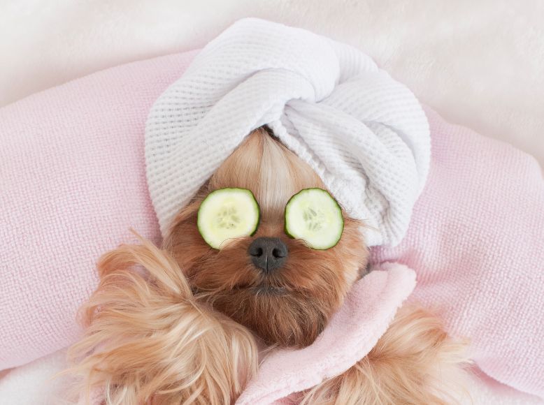 Spring Dog Grooming Tips | Prepare Your Dog’s Coat for Warmer Weather