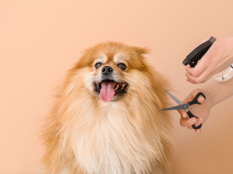 Spring Dog Grooming Tips | Prepare Your Dog’s Coat for Warmer Weather