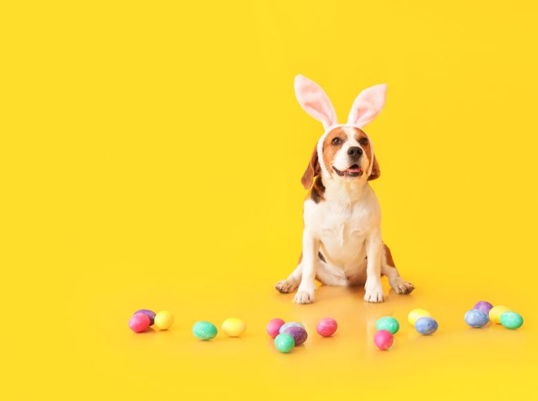 Max and Neo: Purposeful Pet Gifts That Give Back This Easter