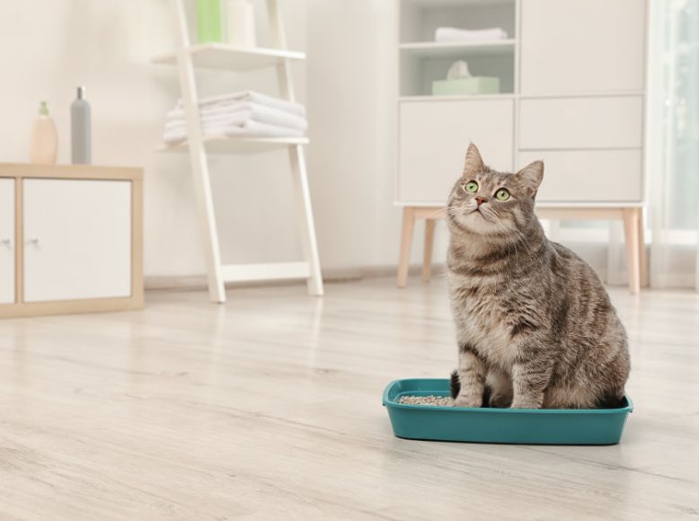 Organic Kitty Litter: Safe, Clean, and Cat-Approved
