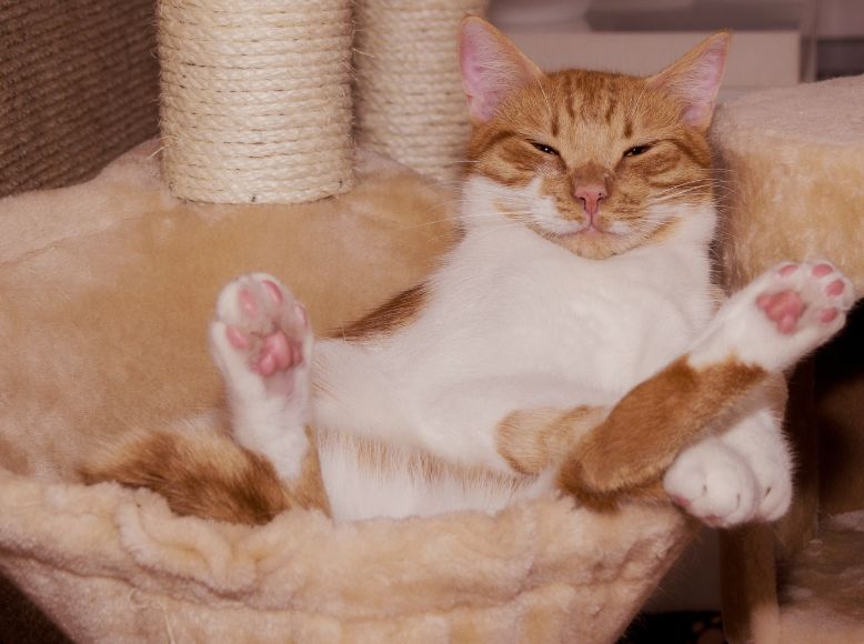 Shop Smarter Pet Care Products Online with Next Gen Pet