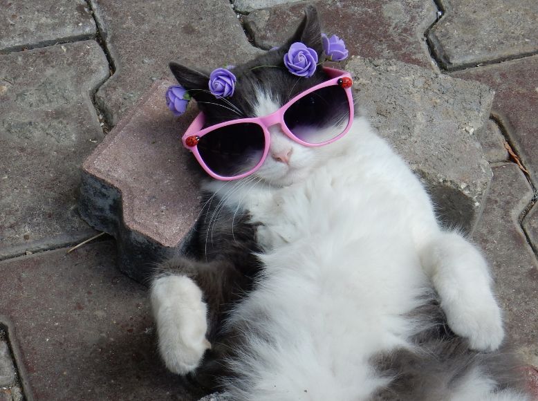 Spring Break with Cats | Travel Tips for a Stress-Free Feline Experience