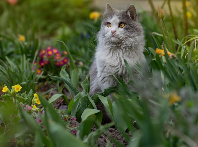 Spring Cat Photography Tips | Capture Your Cat in Bloom This Season
