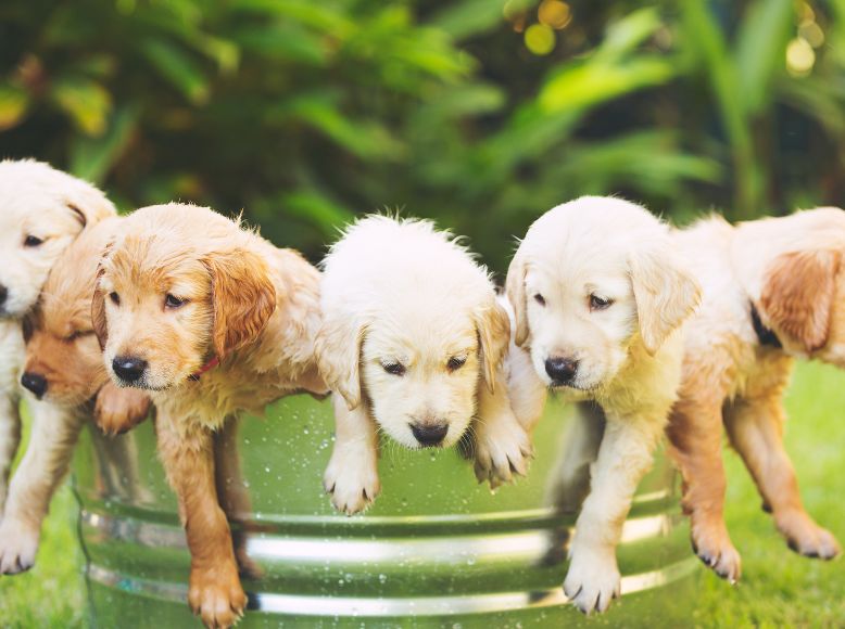 Spring Puppy Adoption Tips | What to Know Before Adopting in April