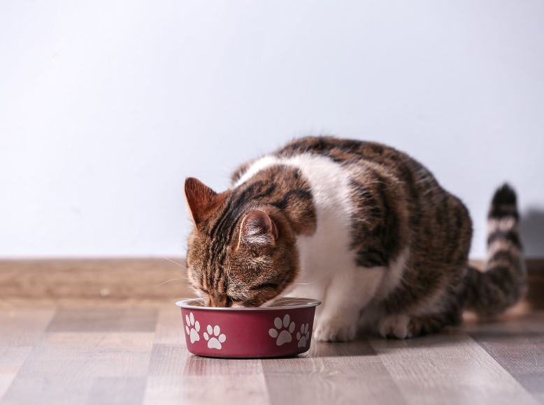 Switching Cat Food in Spring_ Transition Tips for Sensitive Stomachs