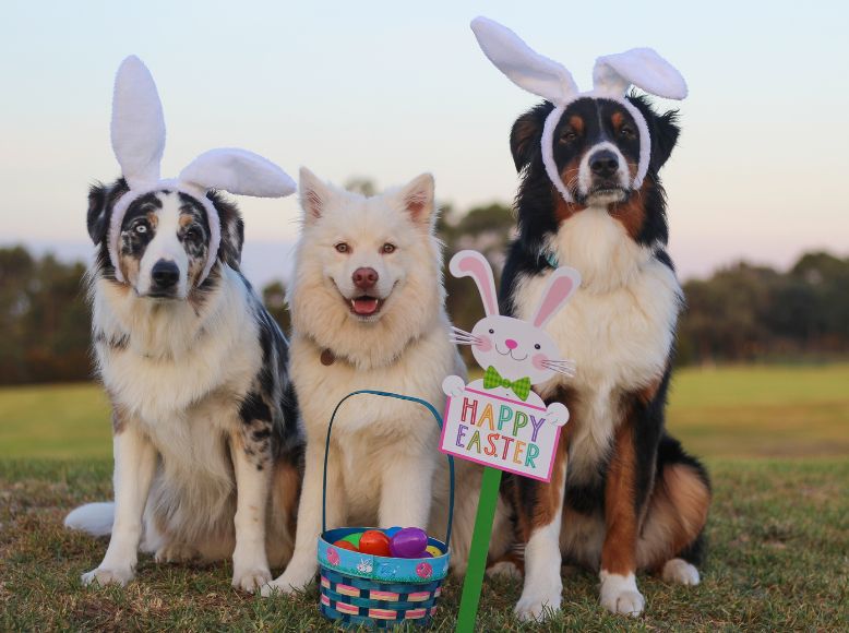 The Best Easter Pet Products for a Hoppy Holiday