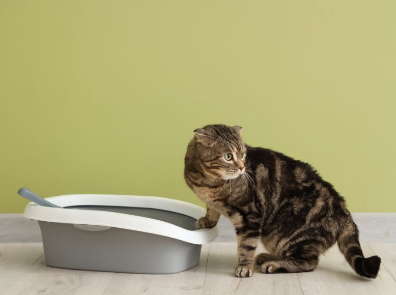 Why Timber Litter by Next Gen Pet Is a Game-Changer