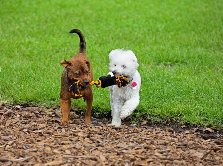 Top Outdoor Gear for Active Pets: Best Leashes, Harnesses & Toys