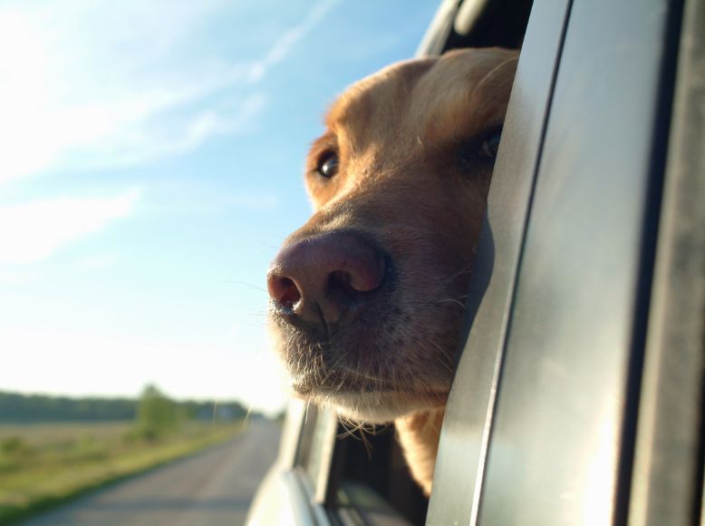 April Dog-Friendly Road Trips | Top Spring Travel Spots with Your Dog