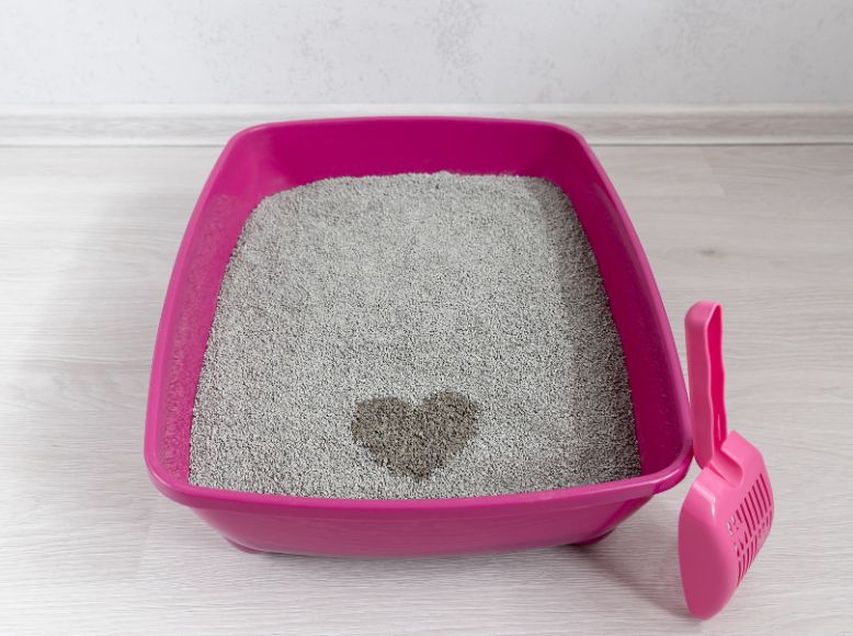 Inside the Bag: Cat Litter, Flea Hacks & Healthy Treat Picks