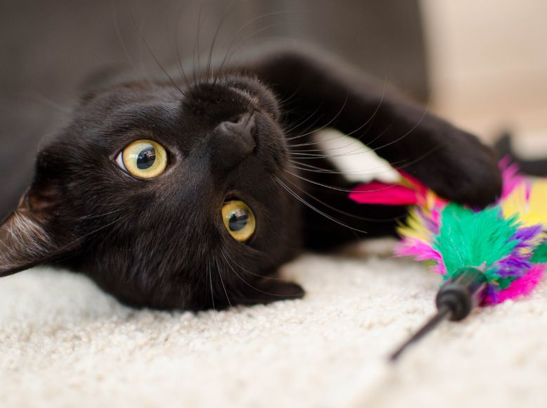Why Black Cats Are Overlooked | Reasons to Adopt a Black Cat