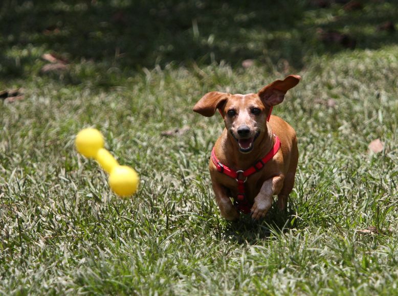Why KONG Is Still the Best Outdoor Toy Brand for Dogs