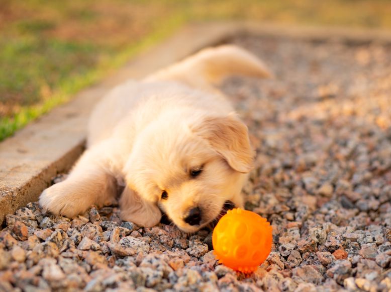 ZippyPaws_ Cute and Clever Flea-Season Toys That Pets Love