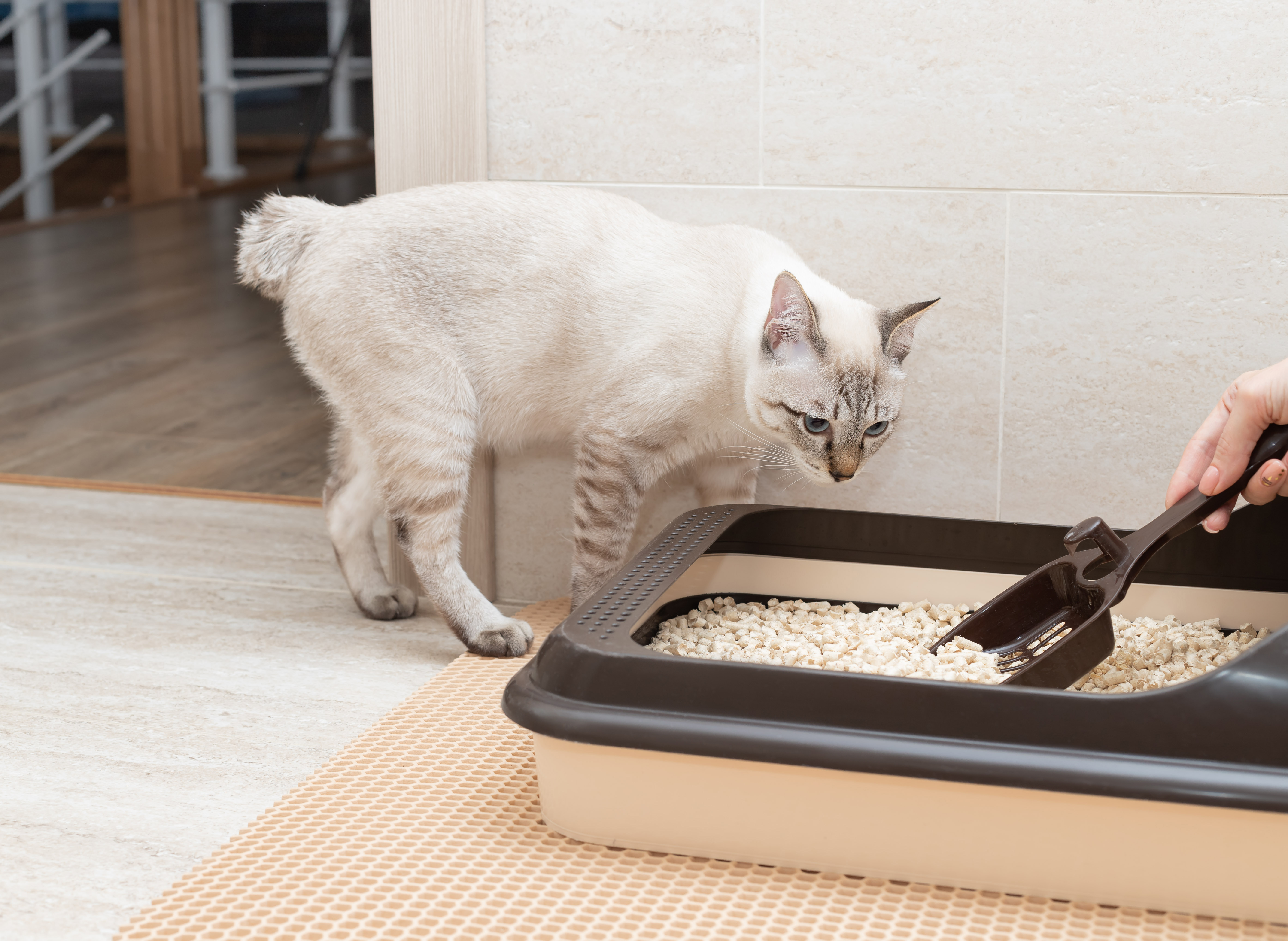 Flushable Cat Litter Brands Worth Trying