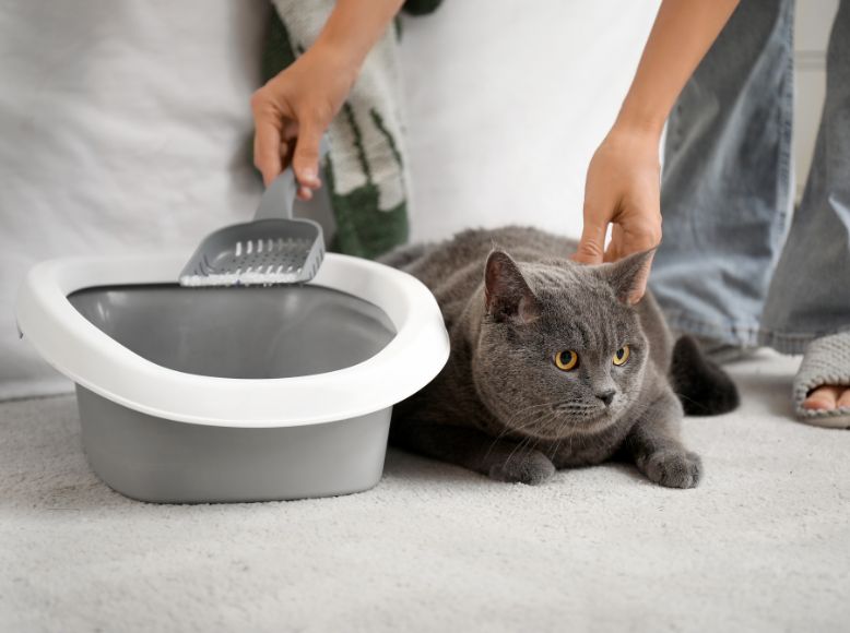 Fresh Cat Litter by Next Gen: Clean, Natural, and Odor-Free
