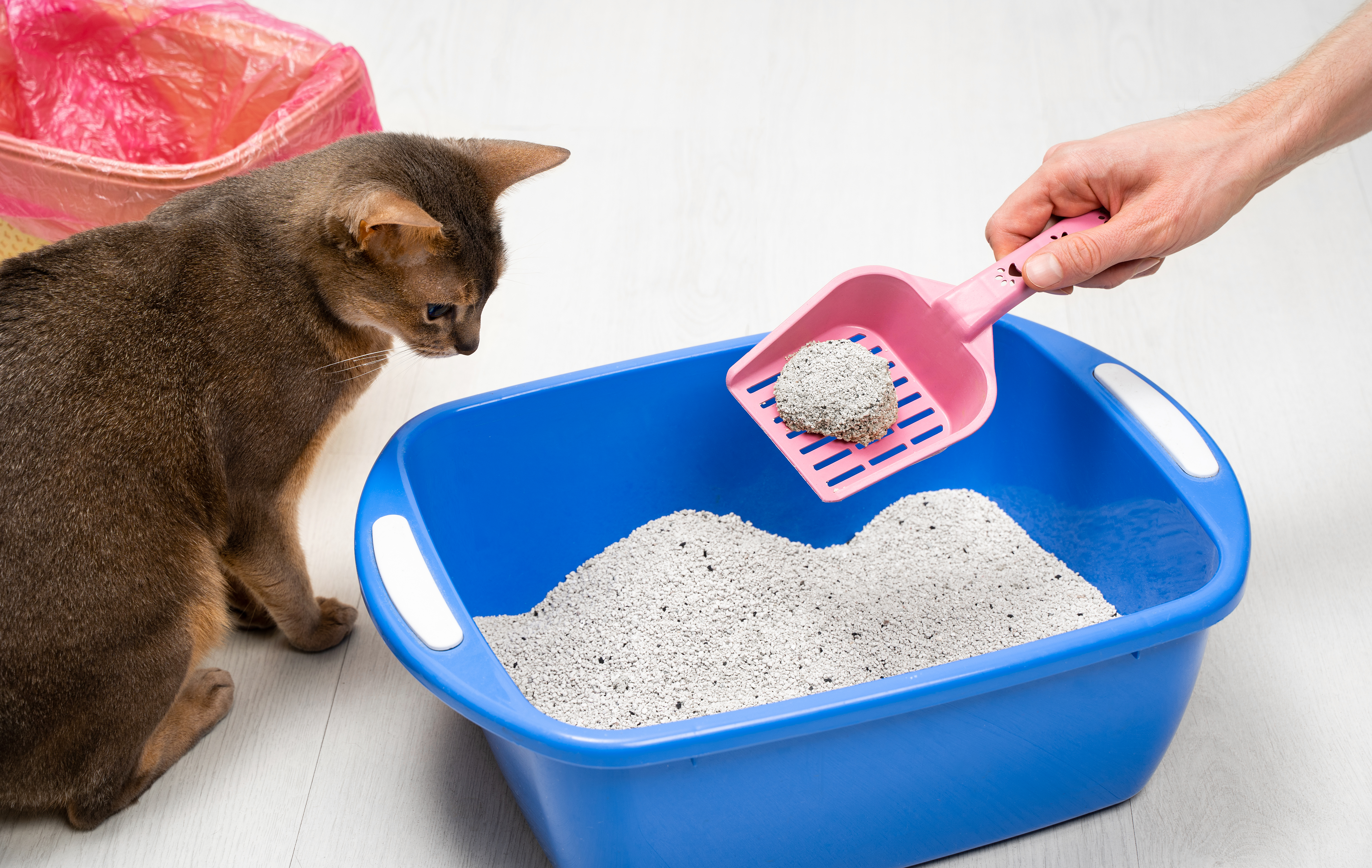 Why Big Bags of Cat Litter Are Better for You and the Planet