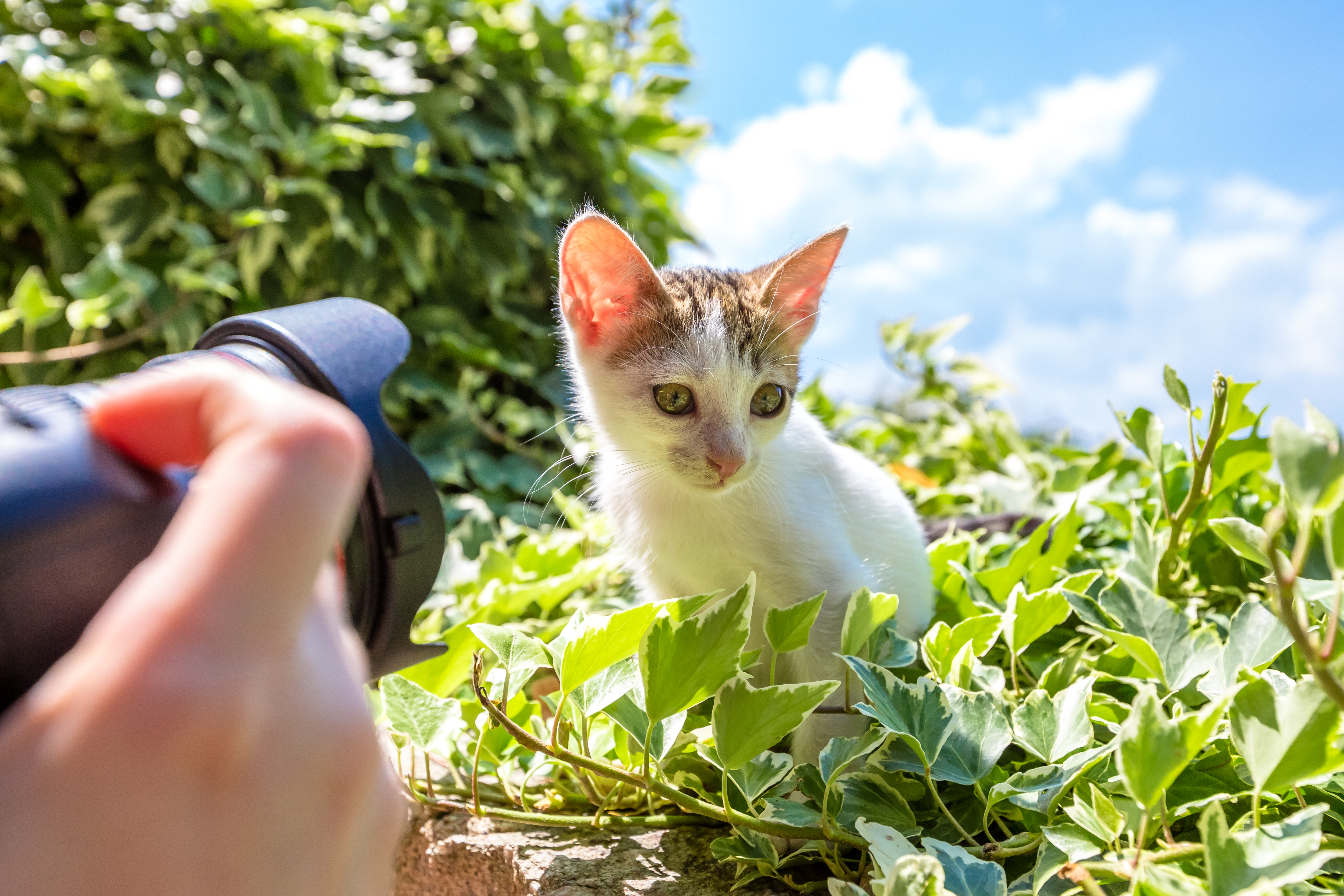 Clicker-Training-Outside-Safe-Summer-Techniques-for-Cats