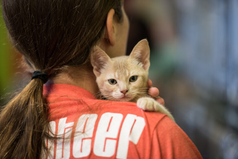 Kitten Season is Peaking Why June Is a Great Time to Foster orAdopt