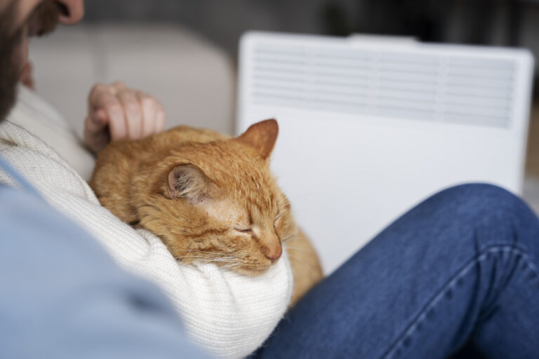 Recognizing Signs of Heatstroke Cats and What to Do About It