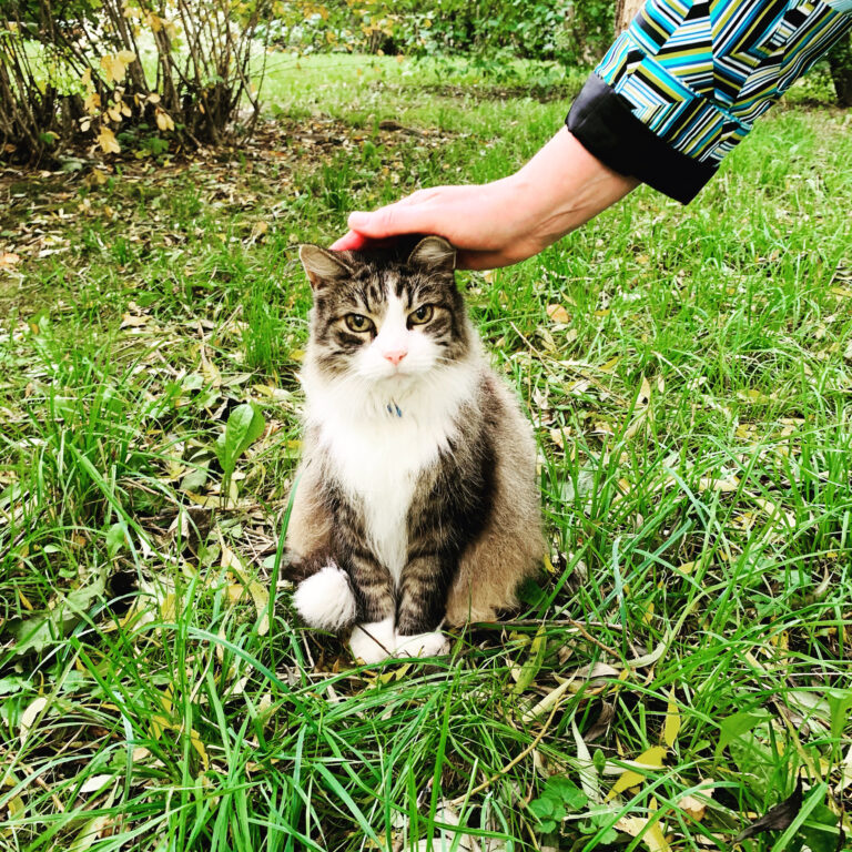 Tips for Managing a Cat That Wants to Escape Outdoors inSummer