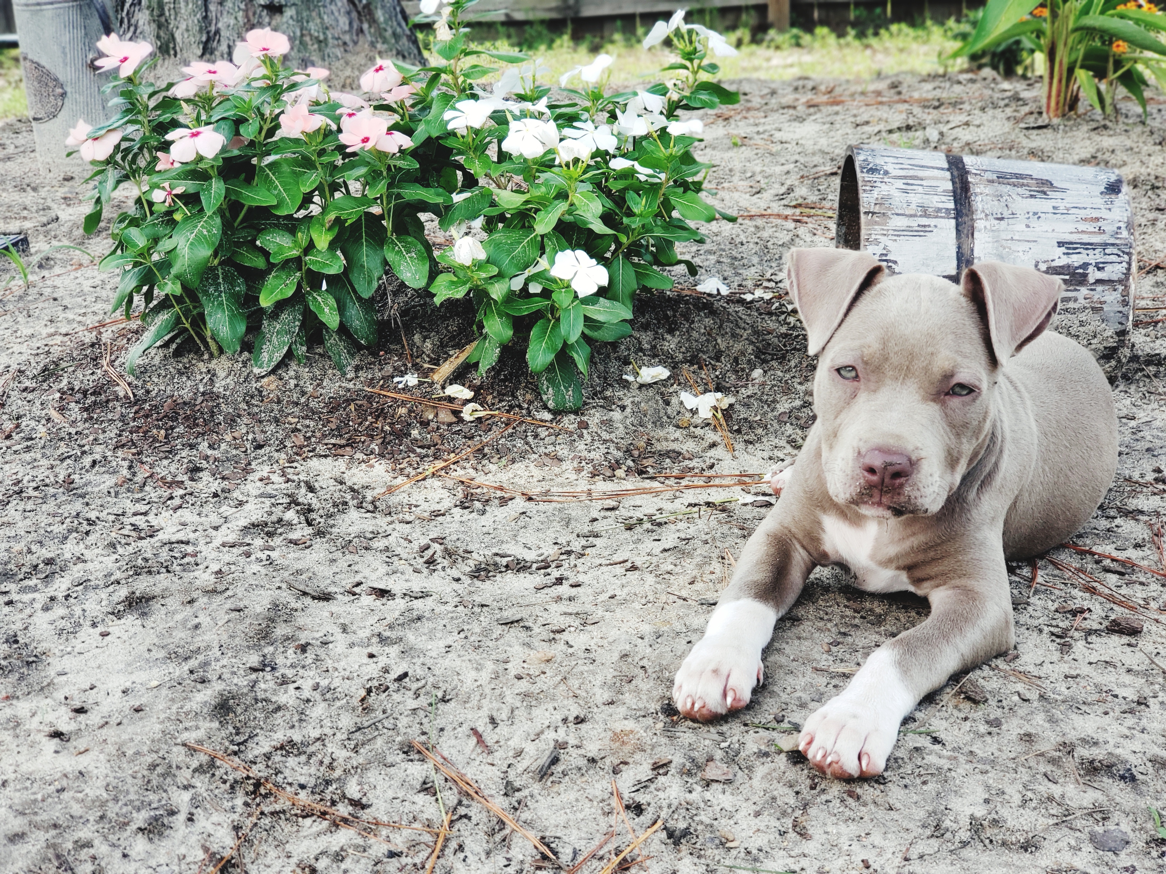 Toxic Summer Plants What Not to Let Your Dog Near the Yard