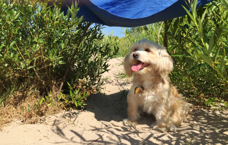 Best Dog Breeds for Outdoor Enthusiasts Summer