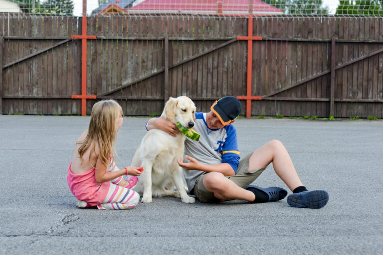 Bringing Home a Rescue Dog in Summer What to Know BeforeYou Commit