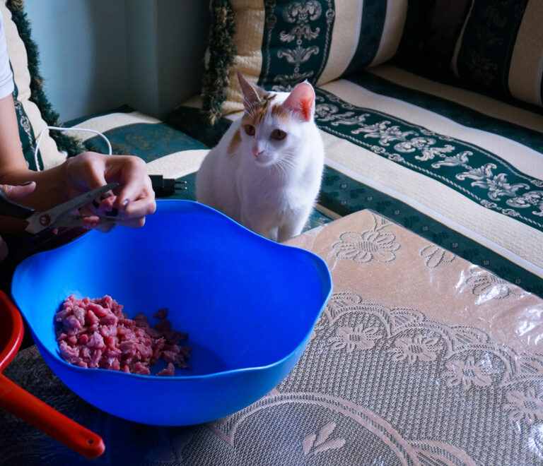 DIY Frozen Enrichment Treats to Keep Indoor Cats Entertained