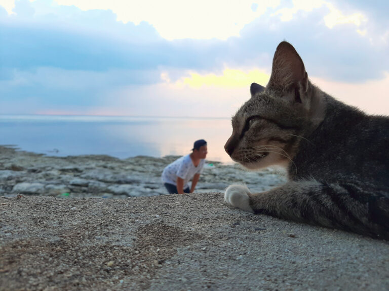 Should You Take Cat to the Beach What You Need to Know First