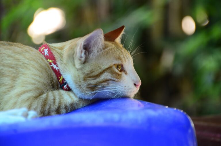 Top Cat Breeds That Handle Summer Heat Like a Pro