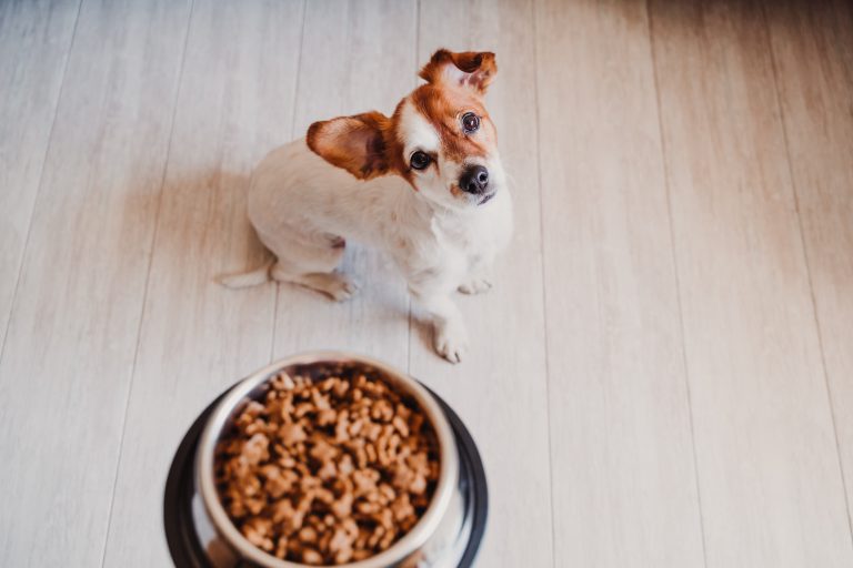 The Rise of Functional Dog Foods Are They Worth the Hype